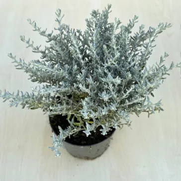 Helichrysum italicum 'Silvio Moundy' – Curryfű 