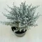 Helichrysum italicum 'Silvio Moundy' – Curryfű 
