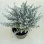 Helichrysum italicum 'Silvio Moundy' – Curryfű 