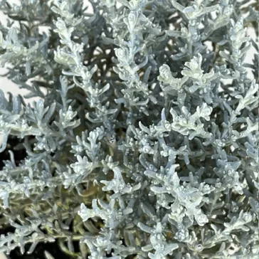 Helichrysum italicum 'Silvio Moundy' – Curryfű 