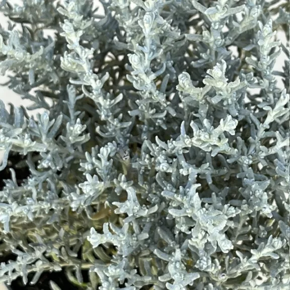 Helichrysum italicum 'Silvio Moundy' – Curryfű 