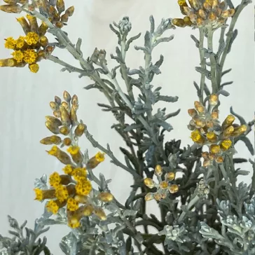 Helichrysum italicum 'Silvio Moundy' – Curryfű 