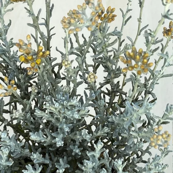 Helichrysum italicum 'Silvio Moundy' – Curryfű 