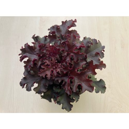 Amerikai tűzeső - Heuchera americana 