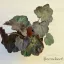Lila-bordó tűzeső - Heuchera micrantha 'Purple palace'