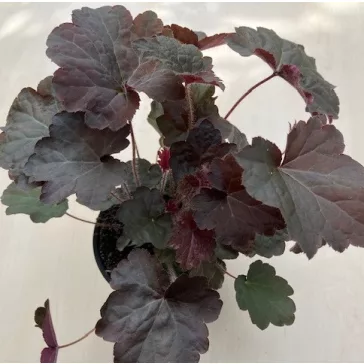   Lila-bordó tűzeső - Heuchera micrantha 'Purple palace'