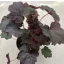 Lila-bordó tűzeső - Heuchera micrantha 'Purple palace'