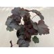 Lila-bordó tűzeső - Heuchera micrantha 'Purple palace'