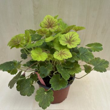 Tűzeső -Heuchera 'Northern Exposure Sienna'