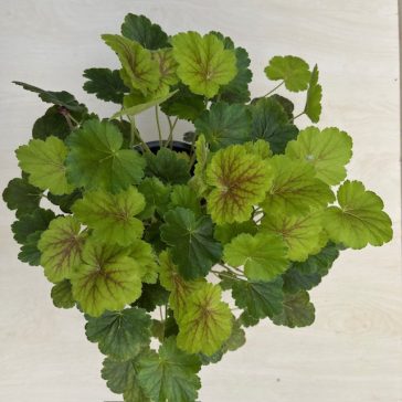 Tűzeső -Heuchera 'Northern Exposure Sienna'