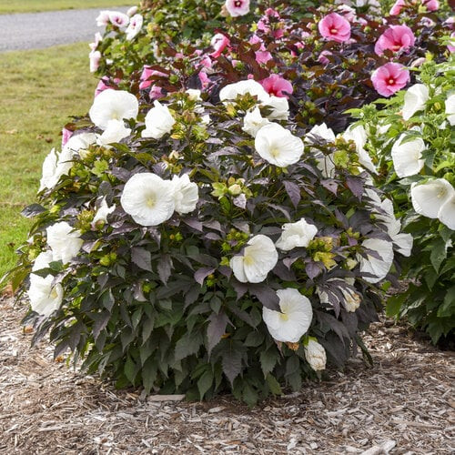 Mocsári hibiszkusz SUMMERIFIC 'Cookies and Cream'