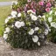 Mocsári hibiszkusz SUMMERIFIC 'Cookies and Cream'