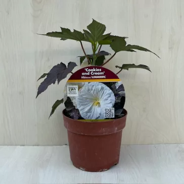 Mocsári hibiszkusz SUMMERIFIC 'Cookies and Cream'