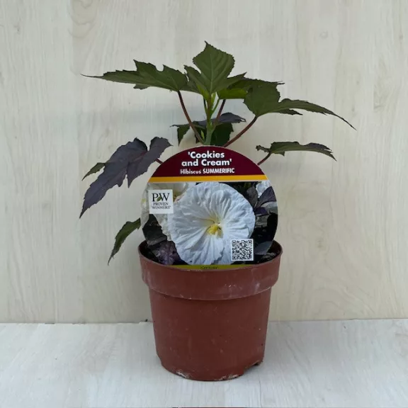 Mocsári hibiszkusz SUMMERIFIC 'Cookies and Cream'