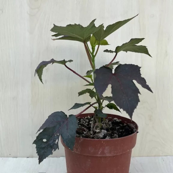 Mocsári hibiszkusz SUMMERIFIC 'Cookies and Cream'