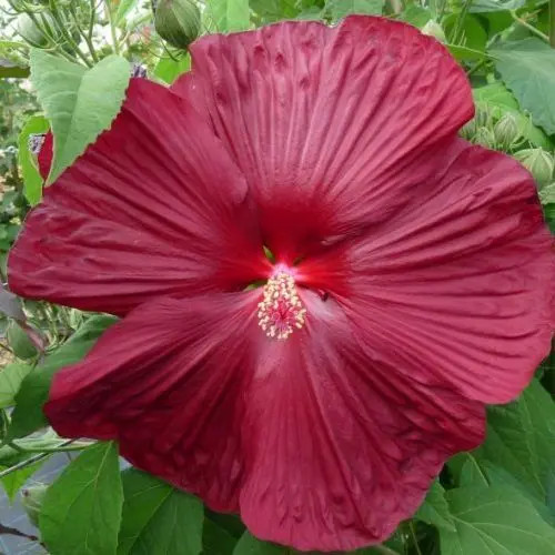 Mocsári hibiszkusz 'Saxon'