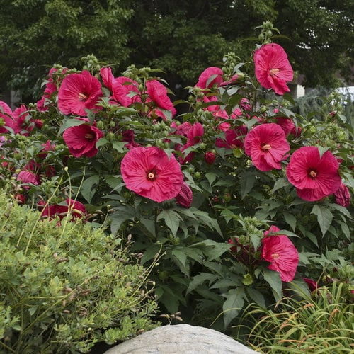 Mocsári hibiszkusz SUMMERIFIC 'Summer in Paradise'