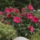 Mocsári hibiszkusz SUMMERIFIC 'Summer in Paradise'