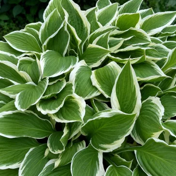   Hosta undulata 'Albovariegata' - tarka levelű árnyékliliom
