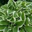 Hosta undulata 'Albovariegata'