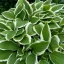 Hosta undulata 'Albovariegata' - tarka levelű árnyékliliom