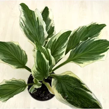   Hosta undulata 'Albovariegata' - tarka levelű árnyékliliom