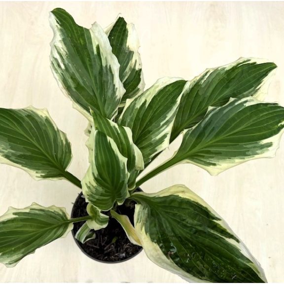 Hosta undulata 'Albovariegata'