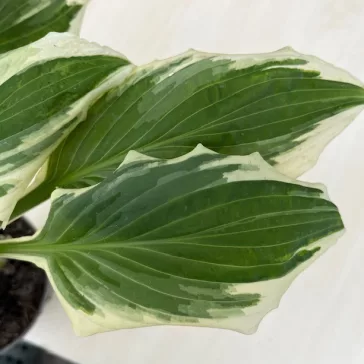   Hosta undulata 'Albovariegata' - tarka levelű árnyékliliom