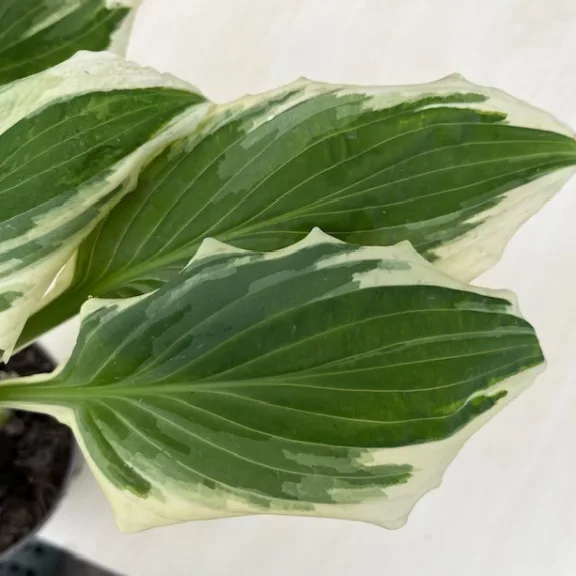 Hosta undulata 'Albovariegata' - tarka levelű árnyékliliom