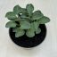 Árnyliliom 'Blue Mouse Ears' - Mini árnyliliom