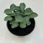 Árnyliliom 'Blue Mouse Ears' - Mini árnyliliom