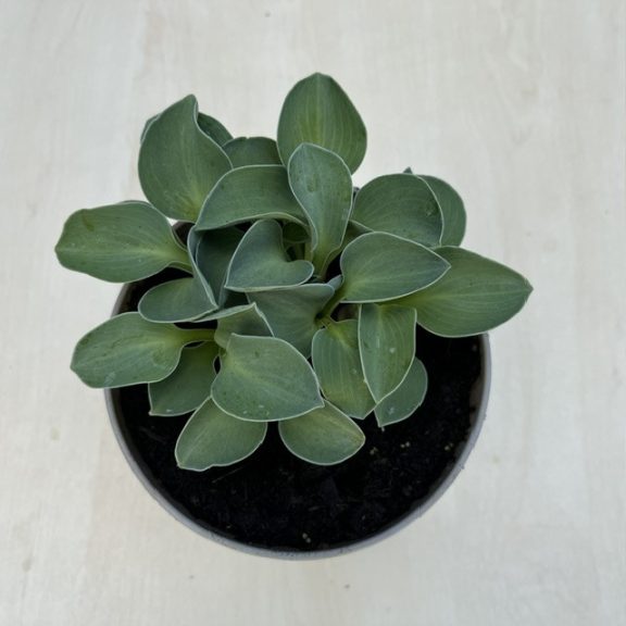 Árnyliliom 'Blue Mouse Ears' - Mini árnyliliom
