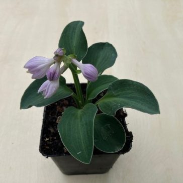 Árnyliliom 'Blue Mouse Ears' - Mini árnyliliom