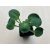 Árnyliliom 'Blue Mouse Ears' - Mini árnyliliom