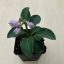 Árnyliliom 'Blue Mouse Ears' - Mini árnyliliom