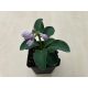 Árnyliliom 'Blue Mouse Ears' - Mini árnyliliom