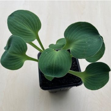 Árnyliliom 'Blue Mouse Ears' - Mini árnyliliom