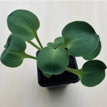 Árnyliliom 'Blue Mouse Ears' - Mini árnyliliom