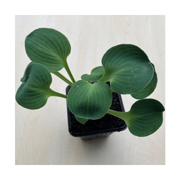 Árnyliliom 'Blue Mouse Ears' - Mini árnyliliom