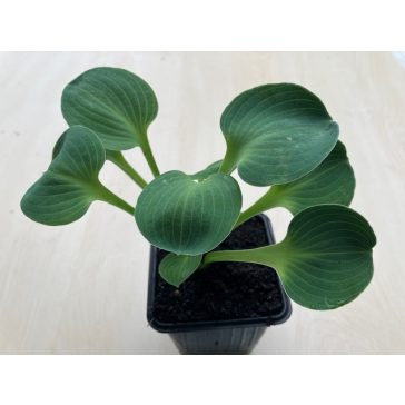 Árnyliliom 'Blue Mouse Ears' - Mini árnyliliom