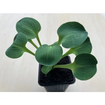 Árnyliliom 'Blue Mouse Ears' - Mini árnyliliom
