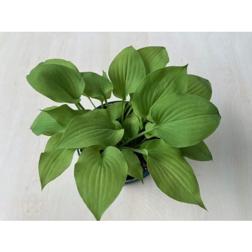 Hosta - Árnyékliliom