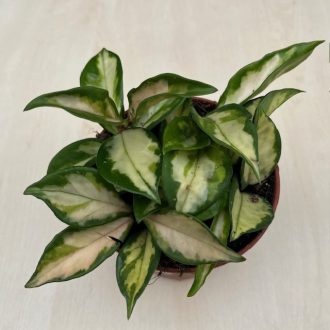 Hoya carnosa 'Tricolor' - Tarka viaszvirág