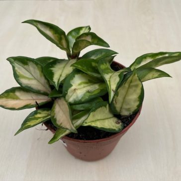 Hoya carnosa 'Tricolor' - Tarka viaszvirág