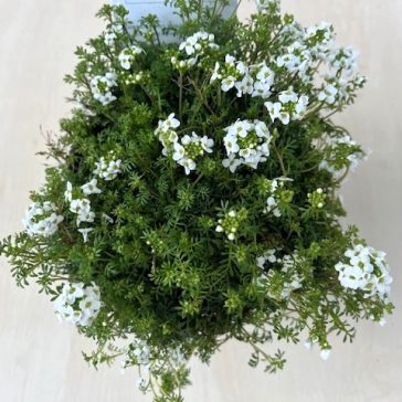 Havasi sziklazsázsa 