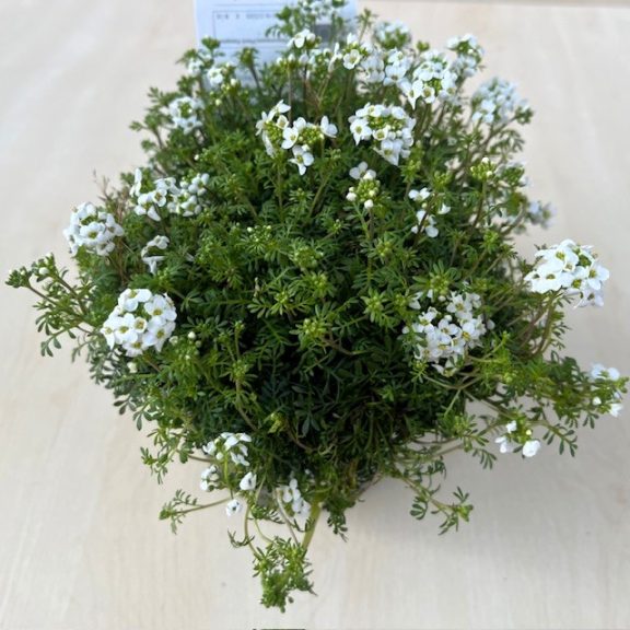 Havasi sziklazsázsa 