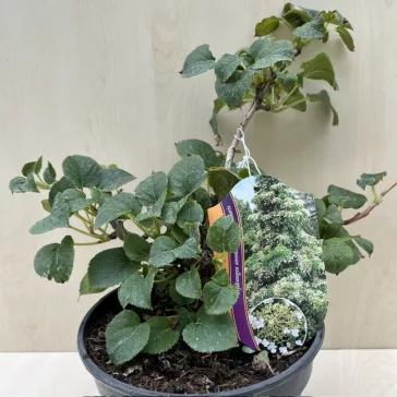 Kúszó hortenzia - Hydrangea petiolaris