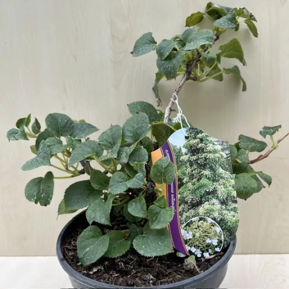Kúszó hortenzia - Hydrangea petiolaris