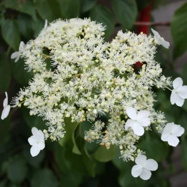 Kúszó hortenzia - Hydrangea petiolaris