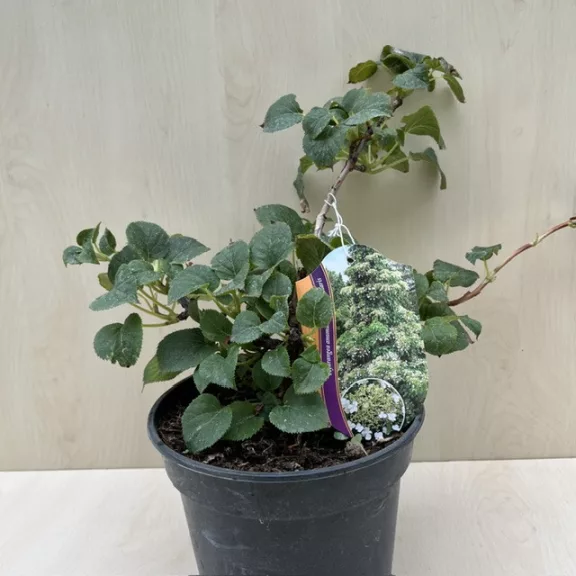 Kúszó hortenzia - Hydrangea petiolaris